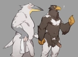 Pelican and White-tailed Eagle : page 1